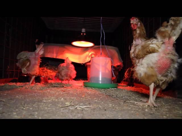 Battery Hens arrive at Farm Animal Rescue Australia.