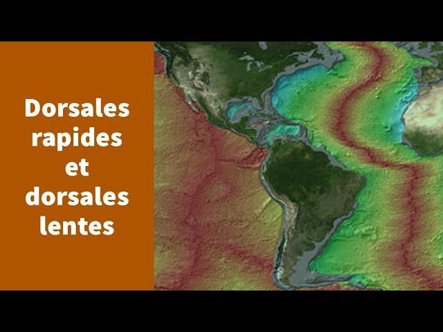 Deux types de dorsales : les dorsales rapides et les dorsales lentes - Première Spécialité SVT