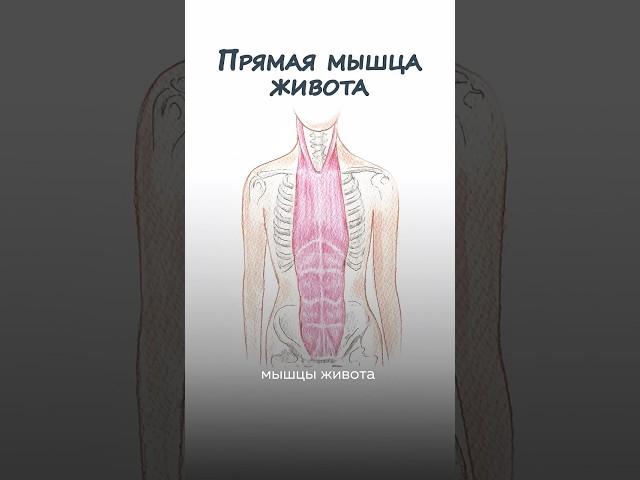 ГИПЕРТОНУС ЖИВОТА = ПТОЗ ЛИЦА? Что делать прямо сейчас