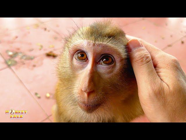 Monkey Kaka's eyes look at her father with so much affection