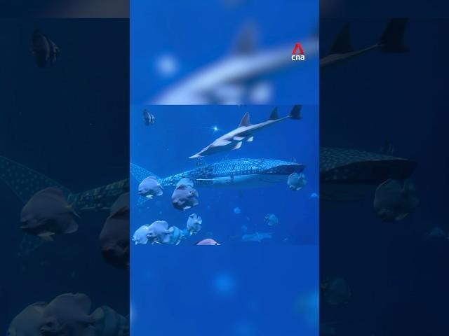  Robot whale shark angers visitors to China aquarium