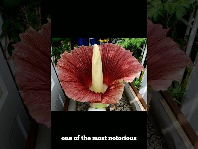 Titan Arum || Corpse Flower || Largest Flower in the world || Weird Flower || Exotic Flower