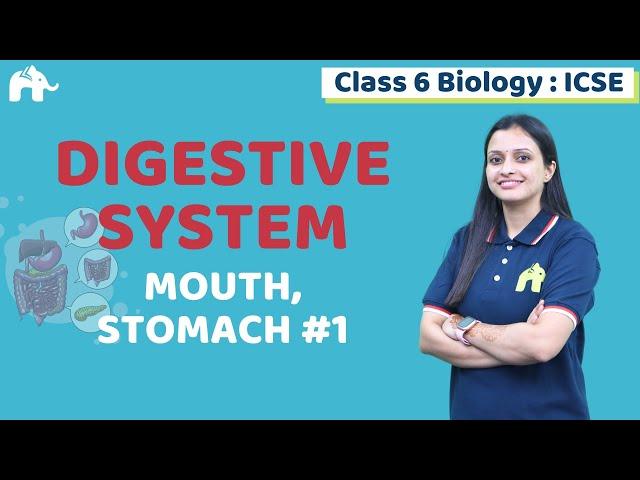 Digestive System Class 6 ICSE Biology Chapter 4 | Selina | Mouth, Stomach #1