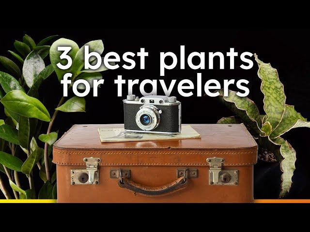 3 Must Have Plants for Travelers │ Plants That Won't Die While You're Away!