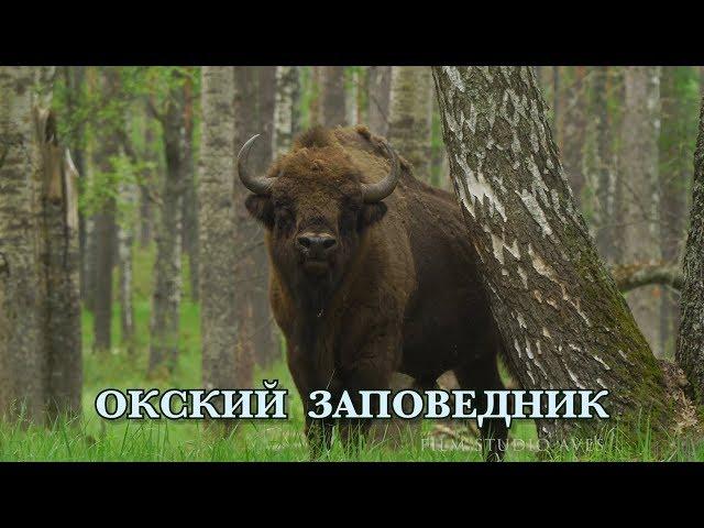 Oksky Reserve - Nature of Russia | Film Studio Aves
