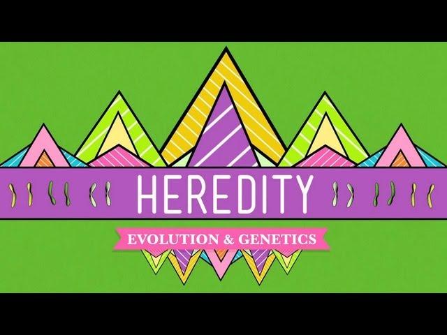 Heredity: Crash Course Biology #9