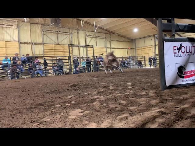 F20 Alakazam - Julian/Buck/D&H Cattle