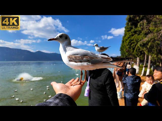 Incredible!I visited the seagull's paradise in China