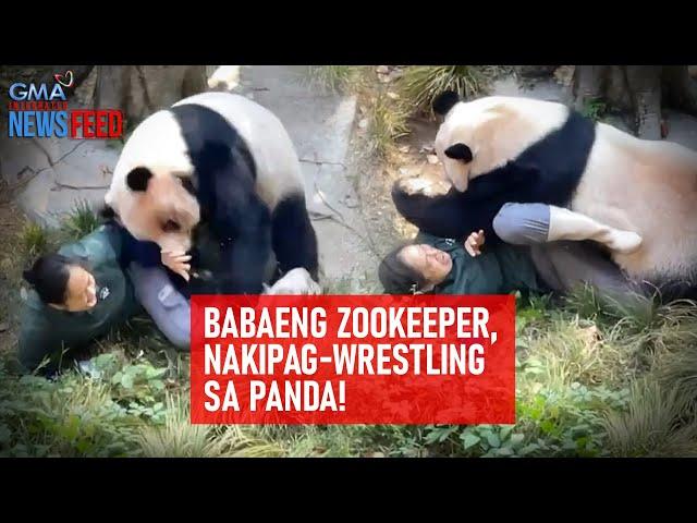 Babaeng zookeeper, nakipag-wrestling sa panda! | GMA Integrated Newsfeed