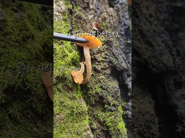 Armillaria root rot 아밀라리아뿌리썩음병 [뽕나무버섯붙이]