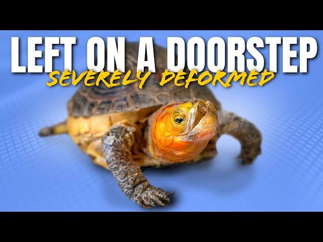 Deformed Turtle Left on Doorstep In New York + Rockalina Gets Hospital Set Up on Road to Recovery!