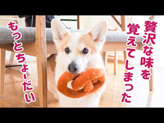 初めての美味しさにビックリしたコーギー【Doggy Box】