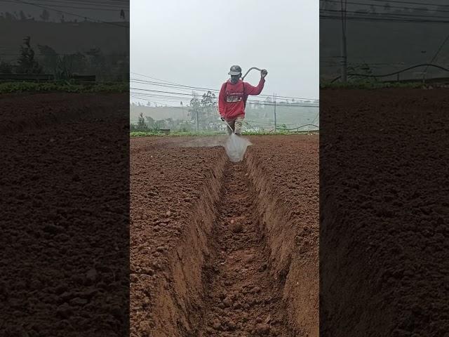 Leeks Cultivation at Home #short #udeshi siriwardana ##janushi