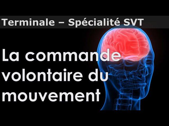 Commande volontaire du mouvement - SVT - Terminale