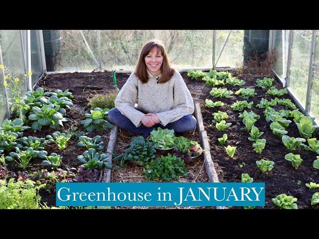 GREENHOUSE IN JANUARY, harvesting & sowing