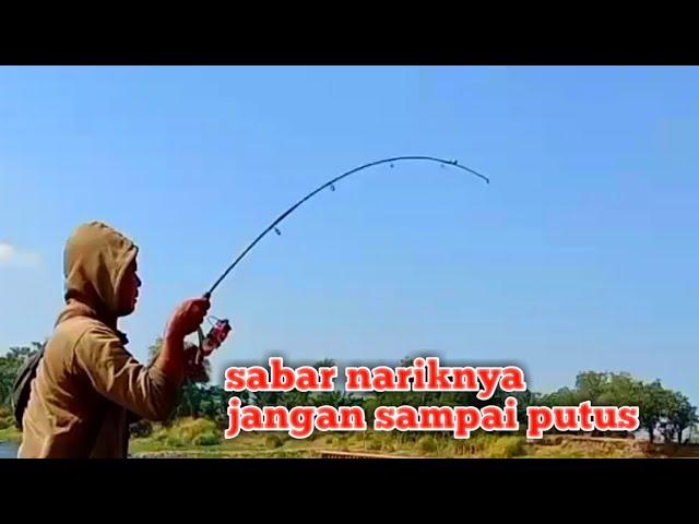 MENEGANGKAN...mancing tawes di Bengawan solo dapat tawes besar-ikhtiar mancing IM