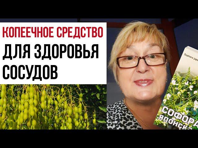 КОПЕЕЧНОЕ СРЕДСТВО ДЛЯ ЧИСТКИ И ЗДОРОВЬЯ СОСУДОВ. Софора японская волшебное средство от 100 болезней