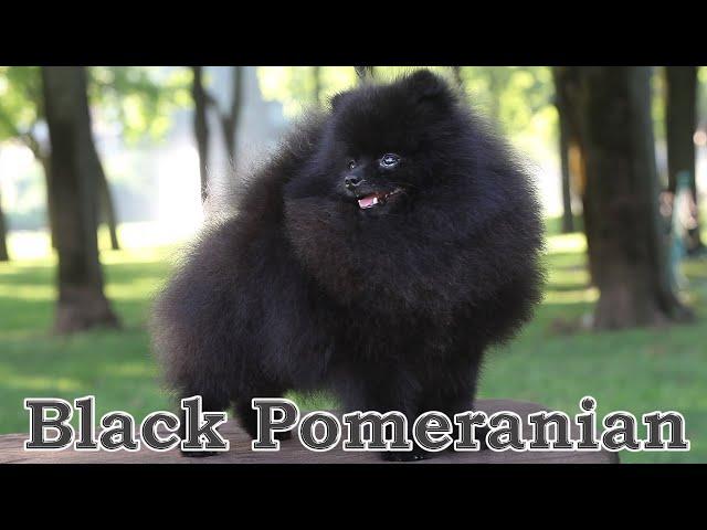 Cute black pomeranian dog. 010 #blackpomeranian  #pomeranian #pomeraniandog