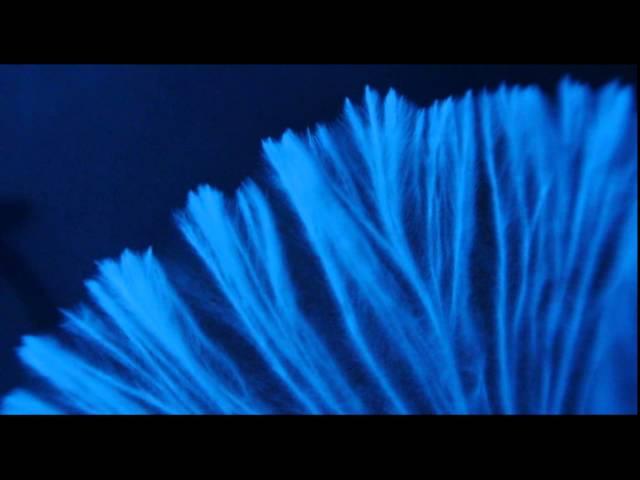 Fungi time lapse videos: mould, mycelium and bioluminescence.