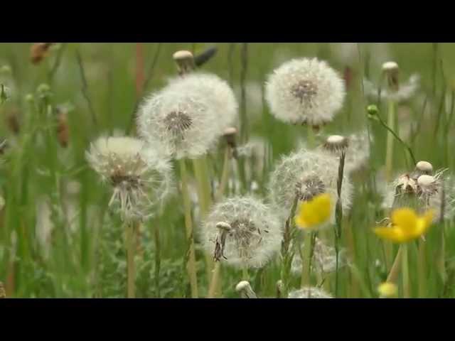Dandelion 'Clocks'