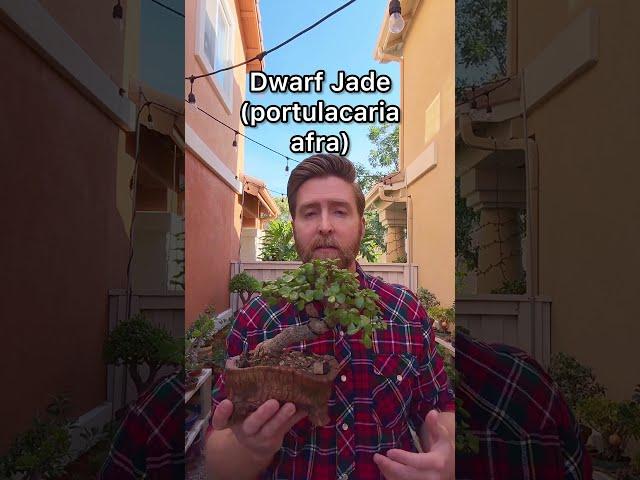 Bonsai trees for beginners  #bonsai #bonsaitree #garden #gardening #gardeningtips #learnonyoutube