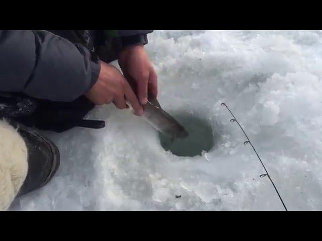 Ice fishing in Mongolia releasing baby taimen(өвлийн загасчлал тулбага буцааж байна)