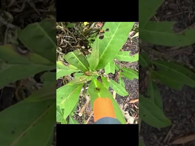  Save Monarchs & Milkweed with Bug-A-Salt 3.0 Hack! 