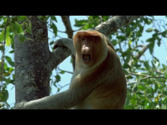 New Series | Wild & Weird | National Geographic MENA