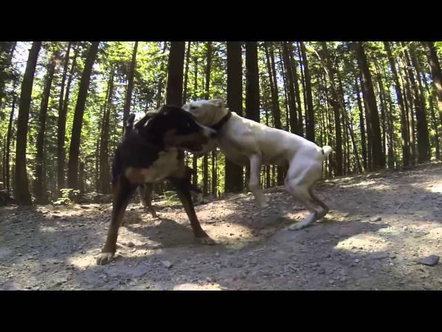 Mountain Adventure Dog Hike in Vancouver, BC - Release the Hounds