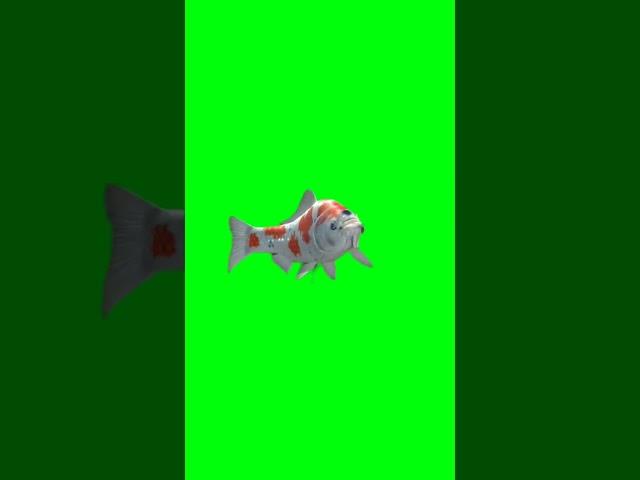 Fish green screen | Green screen real fish #chromakey