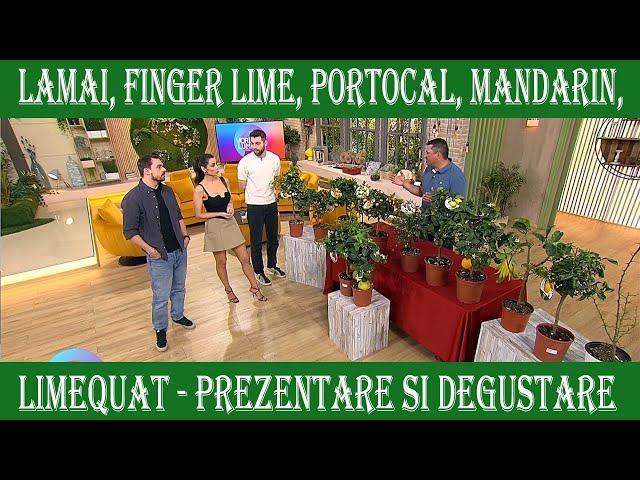 Prezentare si degustare citrice in platoul emisiuni Vorbeste lumea de la PRO TV
