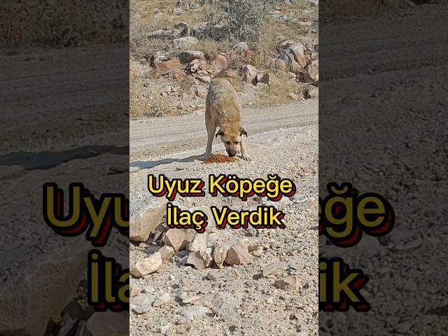 Uyuz Köpeğe İlaç Verdik 
