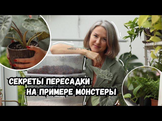 Секреты пересадки на примере монстеры Альба / разрыхлители грунта / особенности горшка / дренаж