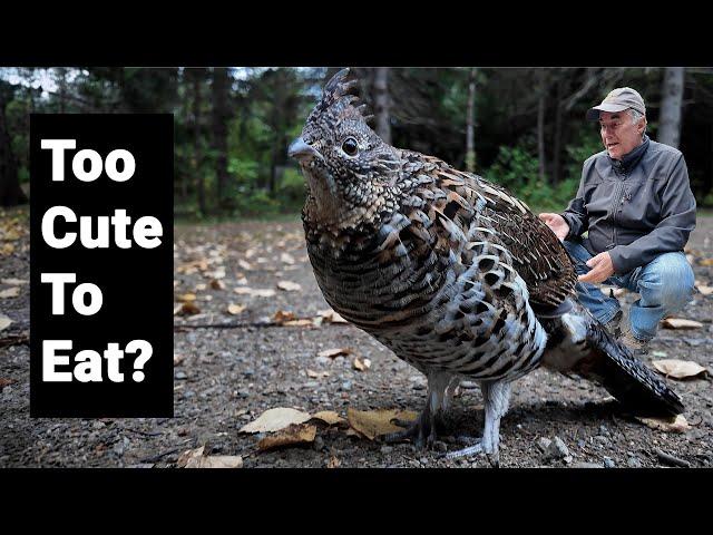 Tour Kouchibouguac National Park with this Ruffed Grouse