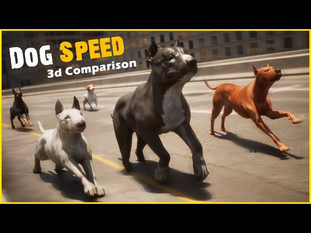 Dog Speed Comparison | World Fastest Dog 2025 | Speed comparison