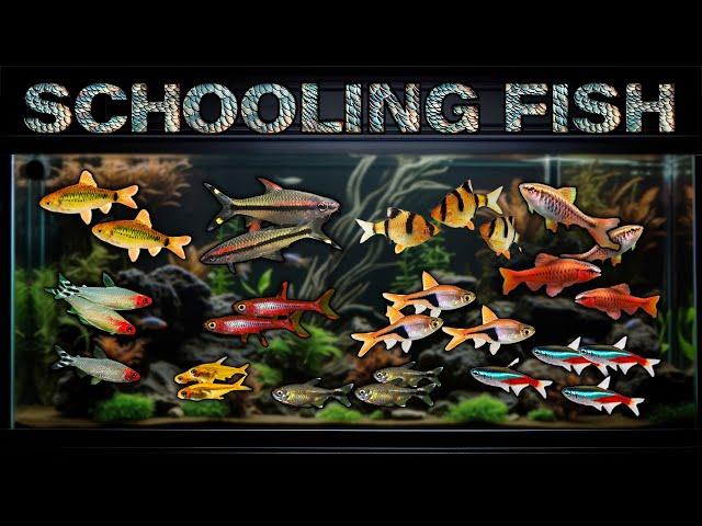 Best Freshwater Schooling Fish for Aquariums! Which popular schooler is right for your fish tank?