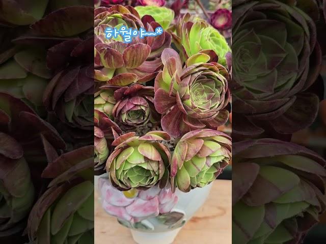 박서진가수님의 춘몽~~~하월야~~~이쁘다~~이뻐~~딱 내스탈 이야~#에오니움#냥이분 #하월야 # 박서진# 살림남 #시츄