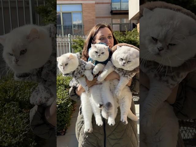 My THREE baby cats! Zephyr, Elvis and his daddy Apollo! #cat #britishshorthair #cutecat #cutebaby