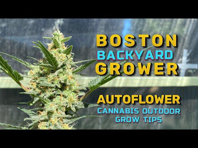 Timelapse Autoflower Cannabis Plants Outdoor Autoflower Cannabis Grow Tips