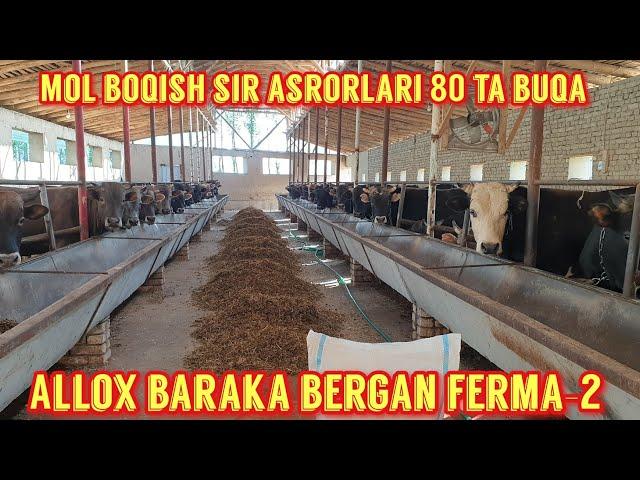 Allox baraka bergan ferma-2.Mol boqish sir asrorlari bilan.