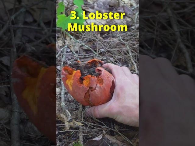 4 Wild Mushrooms to Forage this Summer!