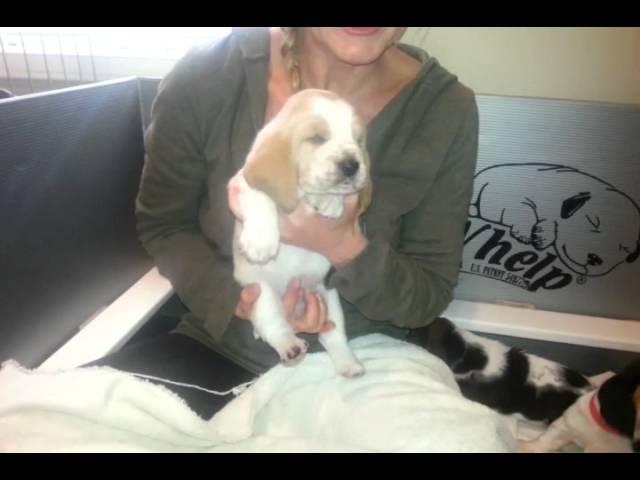 Gracie's 4 week old European basset pups