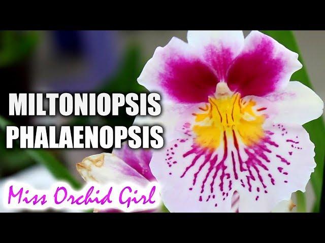 Miltoniopsis phalaenopsis hybrid Orchid - Fresh in flower shops!