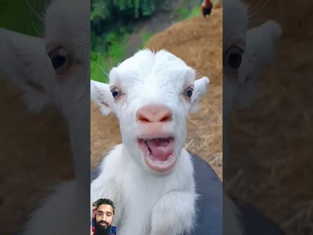 Real Goat Sound #keçi #trend #trendvideo #shortsvideo #oğlak #baby