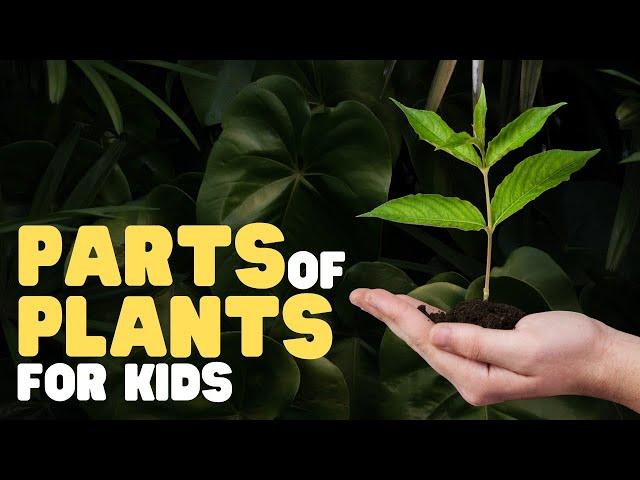 Parts of Plants for Kids | Learn all about plant parts and their functions