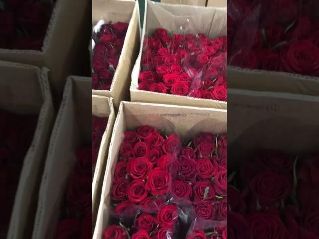 Красные розы  #розы#romantic#roses