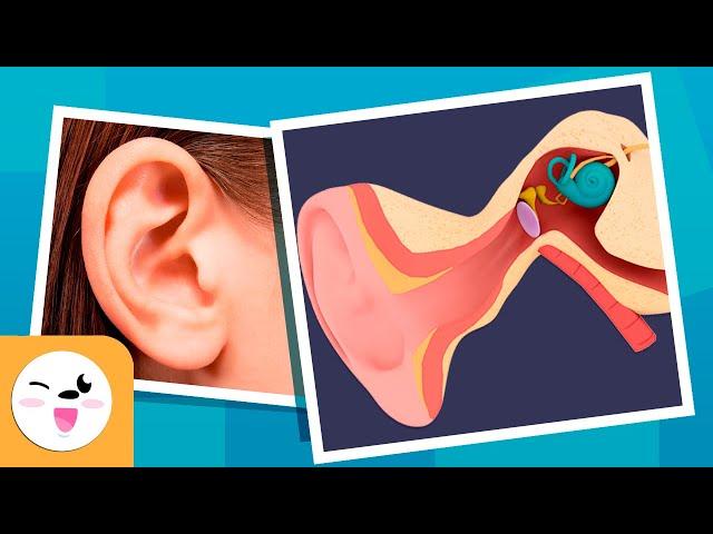 The Human EAR for Kids - Compilation Video - Sense Organs