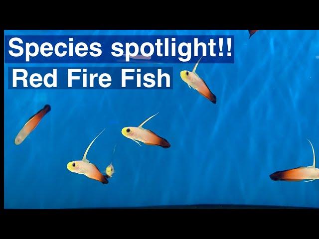 Species spotlight! Red fire fish  