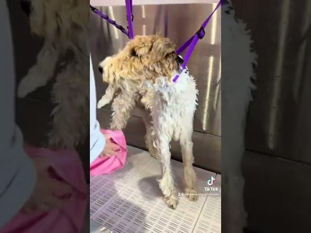 A Fox Terrier Transformation! #doggrooming #Doggroomer #foxterrier