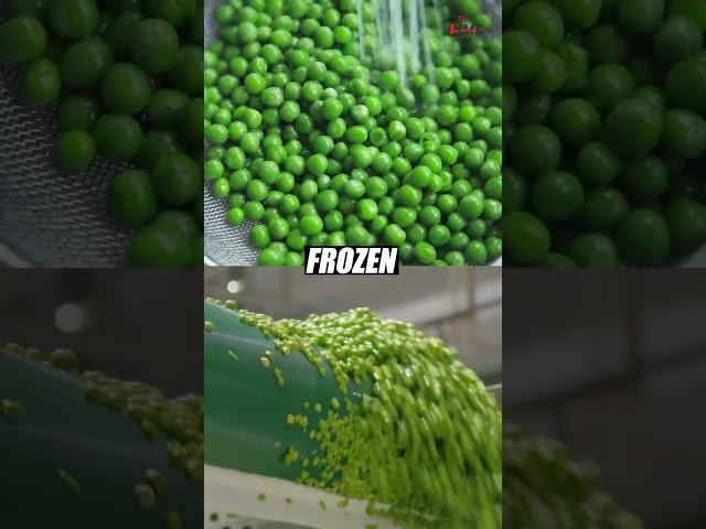 Turn Peas into Profits: A Great Export Opportunity  #limeinstitute #export #exporttraining